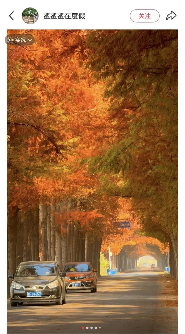 武汉这片杉树林，喀纳斯啊你！