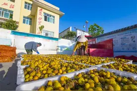 山乡绮梦——水城区特色农业产业的诗意蝶变图片