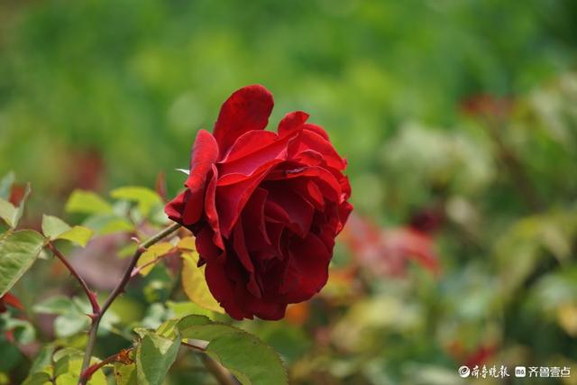 百花齐放，中山公园美景看不够