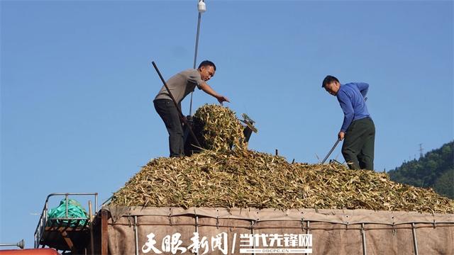 【决战决胜十四五】赤水市丙安镇以红为魂,以宿为翼 红色古镇又“红”又“暖”