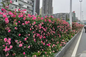 武汉城区主干道月季花带盛放，可随温度变色，园林局：凋谢花朵自然掉落，花期到11月图片