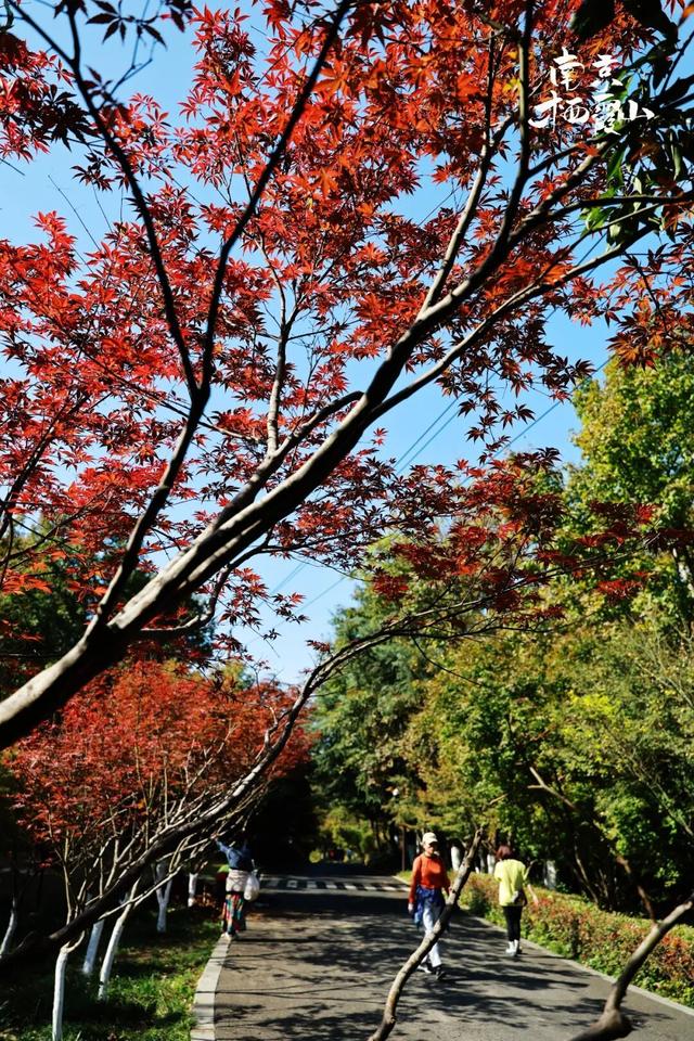 栖霞山红叶实拍+周末活动，不信你不动心！