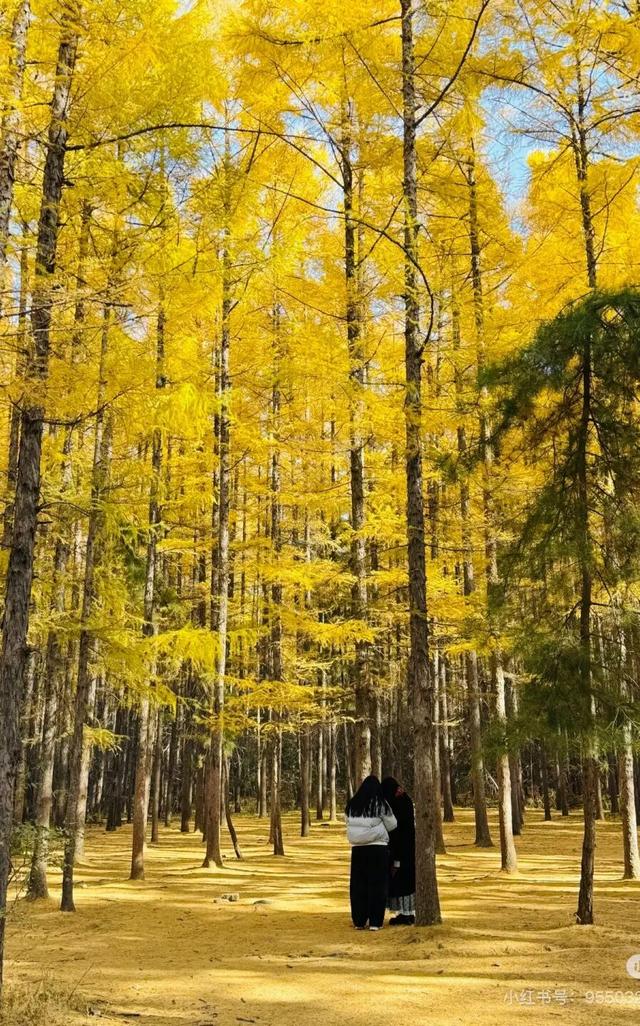 一半秋色在净月潭 另一半在你的镜头里→