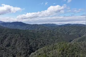 绥宁：林下种植草珊瑚 走出绿色“新钱景”图片