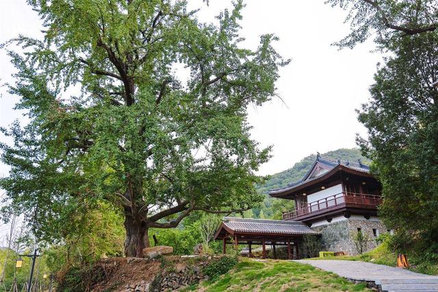 从季节性秘境到四季潮玩目的地  随州千年银杏谷实现文旅蝶变