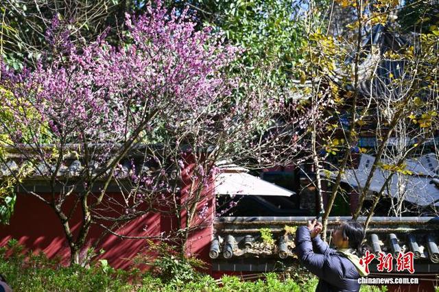 昆明黑龙潭公园梅花次第开放 游客共赴冬日“梅”景