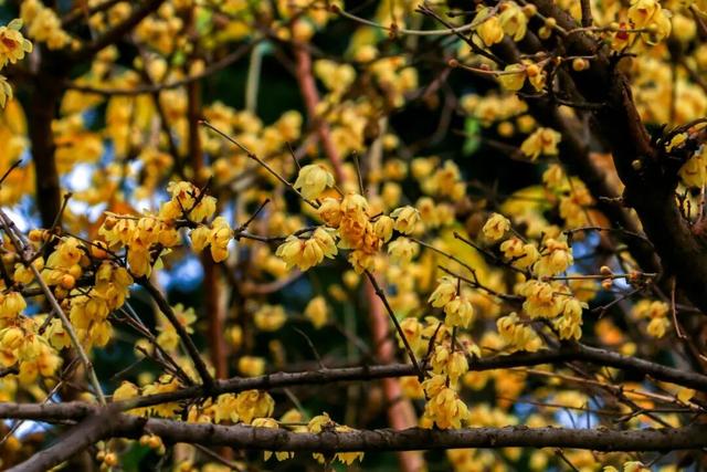 为什么冬天要来毕节？这就是答案→