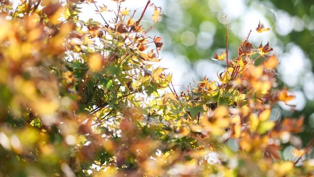 辰山植物园秋意正浓，快去欣赏这份限定秋日画卷