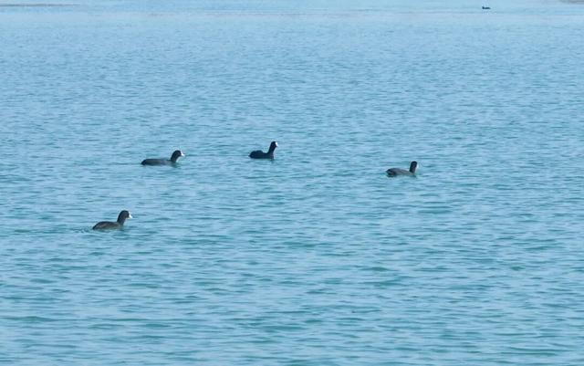 邯郸冀南新区丨初冬美景入画来~