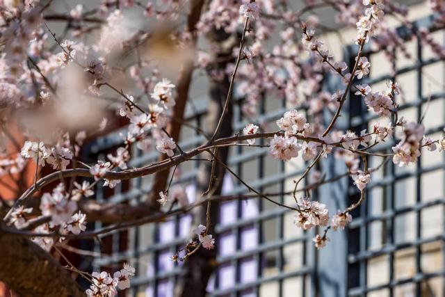 惊艳！北京十里堡桃花绽放，诉说春日浪漫