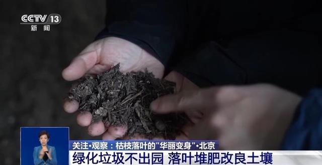 落叶如何变废为宝？各地巧妙“加工”留住秋日浪漫