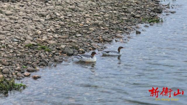 共赴冬日之约 湖南衡山萱洲国家湿地公园成候鸟越冬幸福驿站