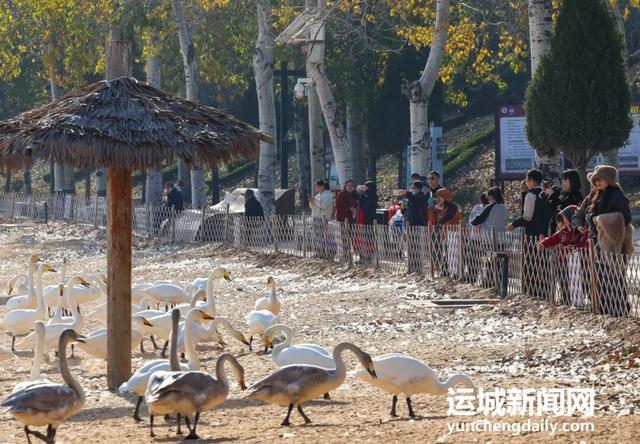芮城：圣天湖成大天鹅越冬乐园