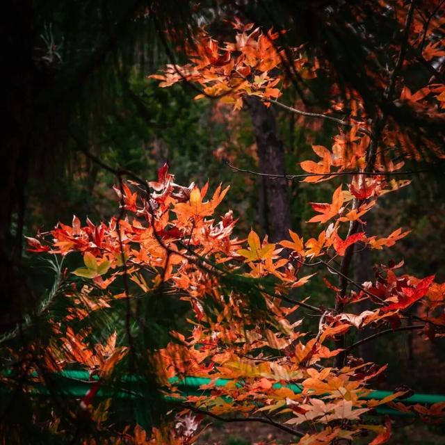 去有“枫”的地方，团风大崎山“枫”景正好！