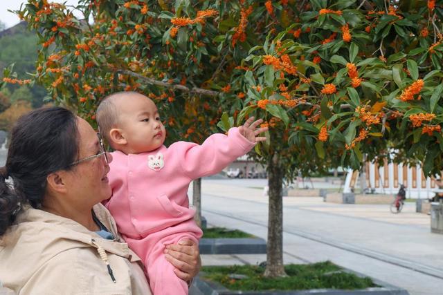 福建武夷山：丹桂飘香 赏花正当时