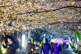 浦东高东镇6000株樱花树开花了图片