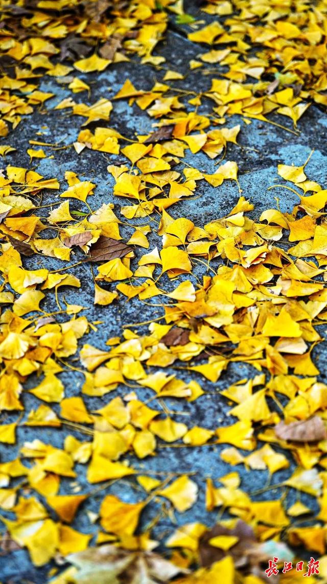 1300岁！武汉两株“银杏王”，金了