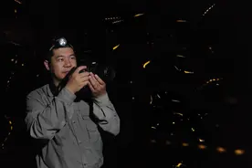 萤火虫为何能发光？湖北学者揭示成虫发光器发育机制图片