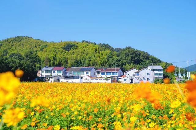 刷爆朋友圈！镇海这片绝美花海就藏在……