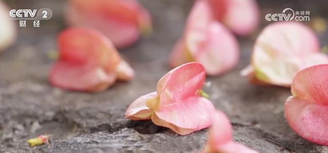 秋日“限定版”美景催热赏秋游 消费市场释放高质量发展新潜力