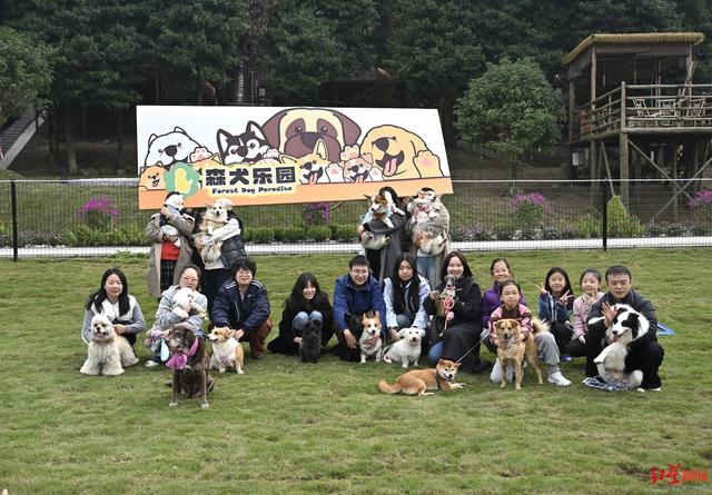 国内首个，萌犬集结！成都森犬乐园开放，解锁人宠同游新体验