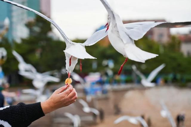 青岛冬日十大消费场景，把一月玩出花样~