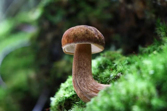 拥抱一段“夏凉菌香”的美好旅程