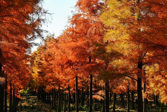 树在水中长，鸟在林中飞 涨渡湖“红”了