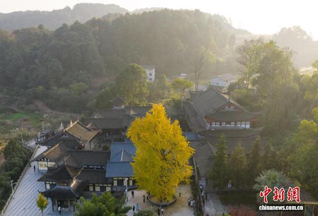 重庆：千年银杏树换“金装”  满目金黄引游人