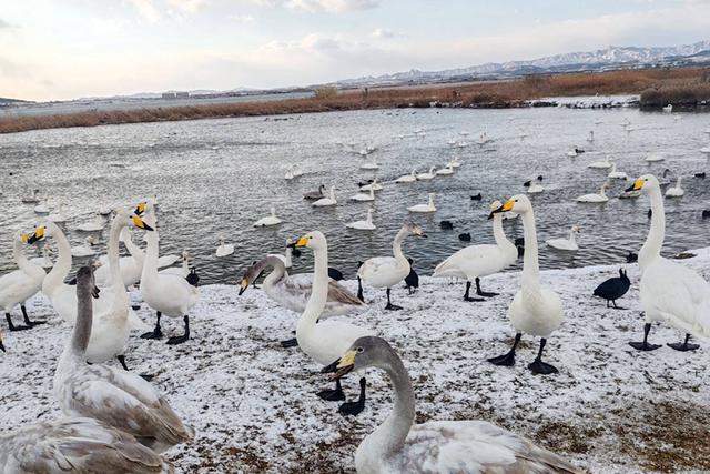 雪海浪漫！冬日威海邀您一起“画中游”