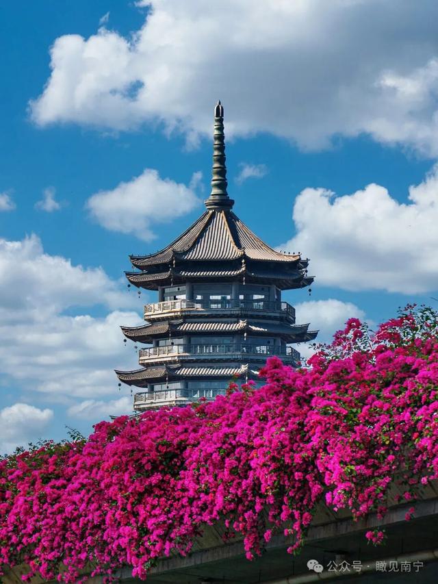 秋染良庆！异木棉粉、三角梅艳，这片土地藏着最缤纷的秋日浪漫