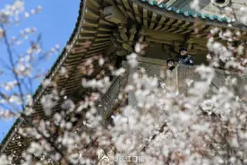 武大樱花迎来最佳观赏期，网友：想去武汉看樱花的心达到了顶峰图片