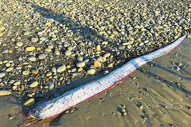 长相恐怖的“末日鱼”为什么接连上岸图片