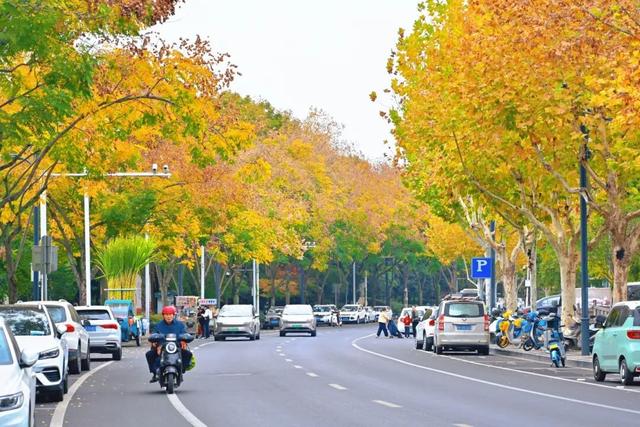 藏不住！秋天的莲都街头，绝美~