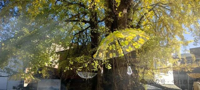 拥有一把会“悬浮”的“银杏伞”，刷爆你的朋友圈