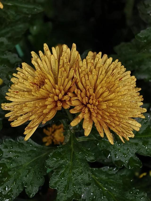 免费观赏！美到犯规