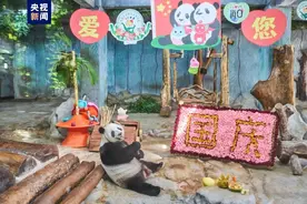 熊猫兄弟“花式”过国庆，熟练“撸串”憨态可掬图片