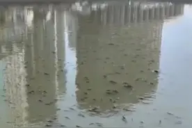 上海苏州河漂浮大量死鱼，疑因市民放生所致图片