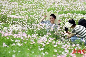 粉色“花海”  景美如画图片