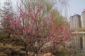 一枝红杏出墙来（诗歌）图片