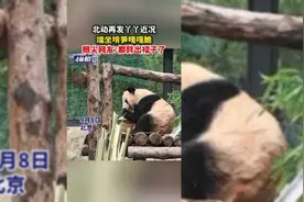北动再发丫丫近况，端坐啃笋嘎嘎脆，眼尖网友：都胖出褶子了图片
