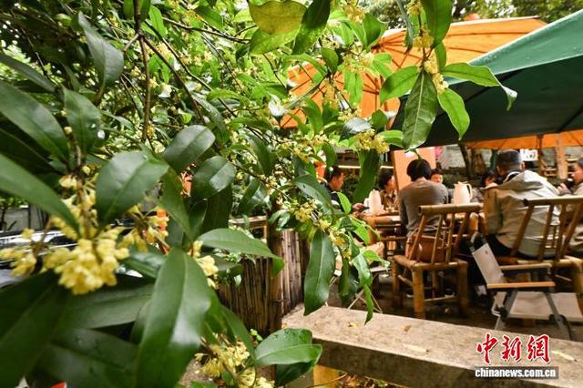 杭州西湖十景之“满陇桂雨”迎来最佳观赏期