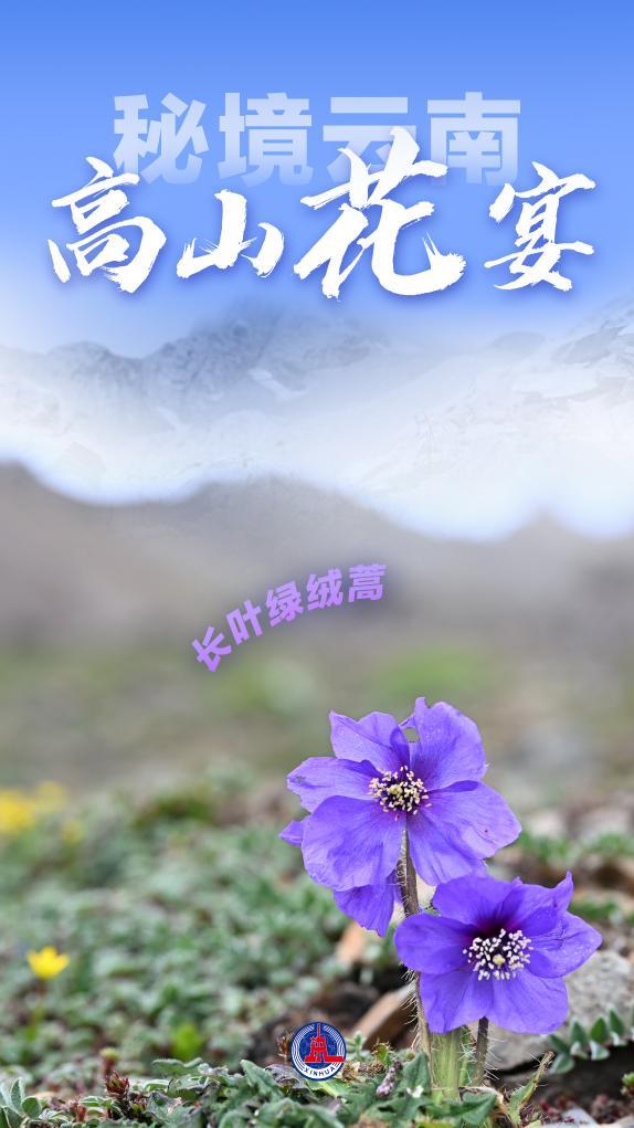 美丽中国丨秘境云南，高山花宴