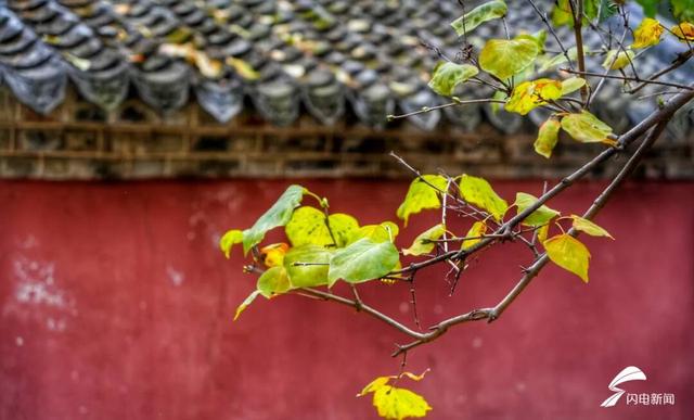 组图丨泰山脚下王母池：红墙映蜡梅 寒香醉冬阳