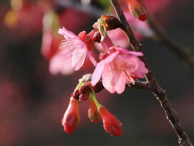 腊八至，春已近！七星岩这片桃红樱粉，是春天递来的浪漫预告~