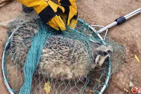 甘谷森警及时救助野生猪獾和雕鸮图片