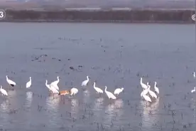 清水荡碧波，候鸟舞翩跹！高颜值广袤湿地引“客”来图片