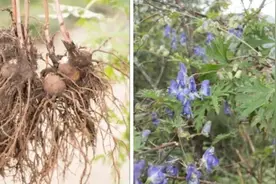 补药变毒药，一男子网购中药煮水饮用后中毒！图片