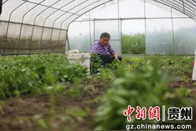 贵州锦屏：小小辣椒苗助农增收图片