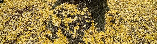 银杏落叶铺金毯，疁城暮秋韵未央